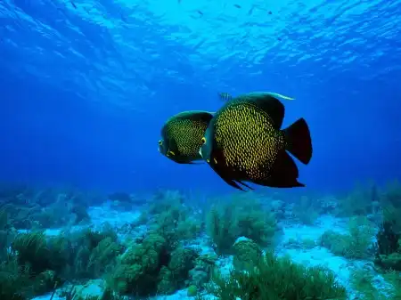 Ocean Life Walpapers
