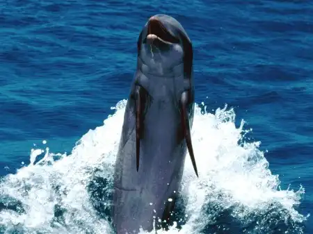 Ocean Life Walpapers