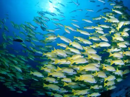 Ocean Life Walpapers
