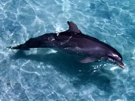 Ocean Life Walpapers