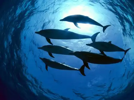 Ocean Life Walpapers