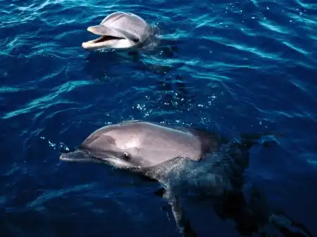 Ocean Life Walpapers