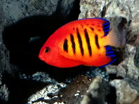 Ocean Life Walpapers