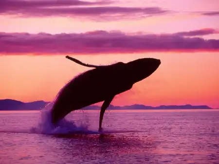 Ocean Life Walpapers