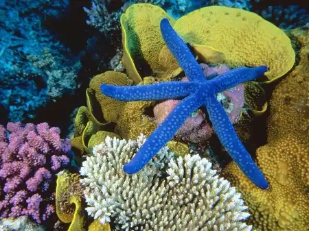 Ocean Life Walpapers