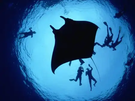 Ocean Life Walpapers