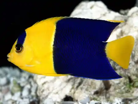 Ocean Life Walpapers