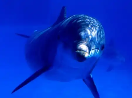 Ocean Life Walpapers