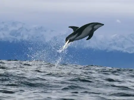 Ocean Life Walpapers