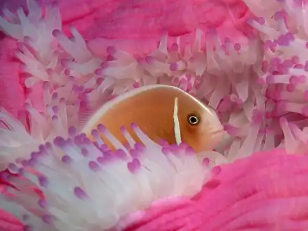 Ocean Life Walpapers