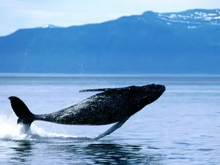 Ocean Life Walpapers