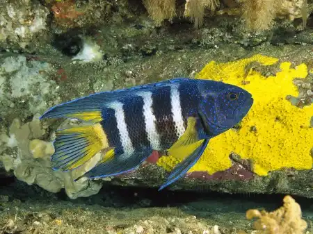 Ocean Life Walpapers