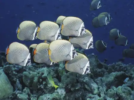Ocean Life Walpapers