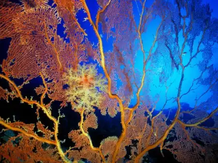 Ocean Life Walpapers