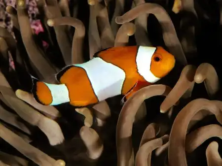 Ocean Life Walpapers