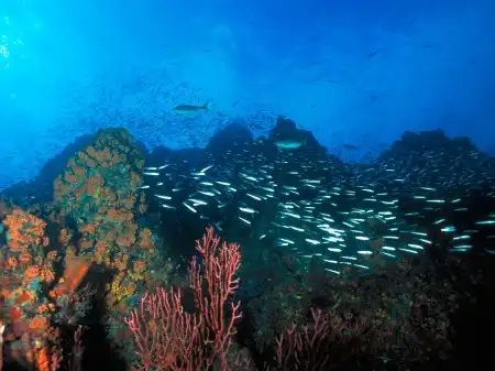 Ocean Life Walpapers