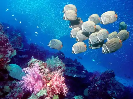Ocean Life Walpapers