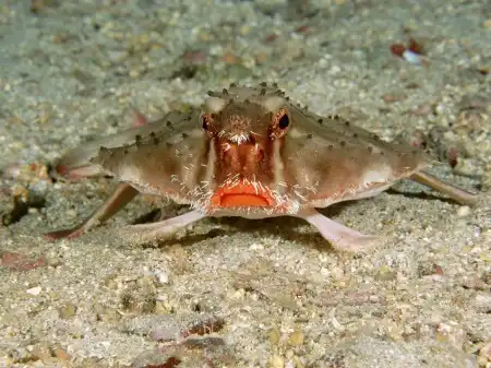 Ocean Life Walpapers