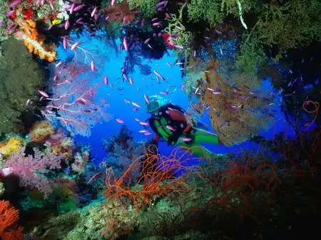 Ocean Life Walpapers