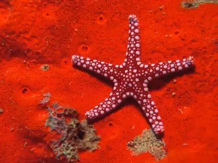 Ocean Life Walpapers