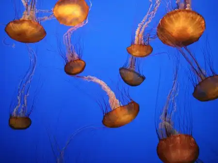 Ocean Life Walpapers