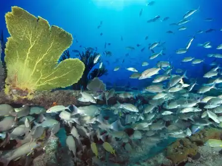 Ocean Life Walpapers