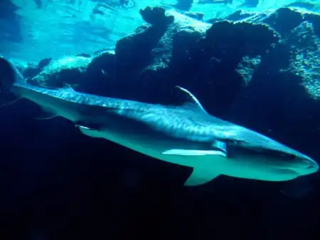 Ocean Life Walpapers