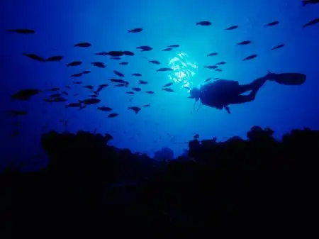 Ocean Life Walpapers