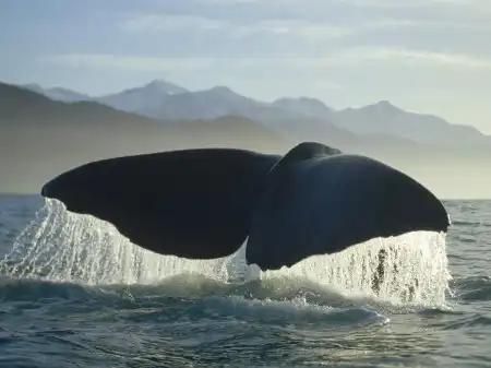 Ocean Life Walpapers