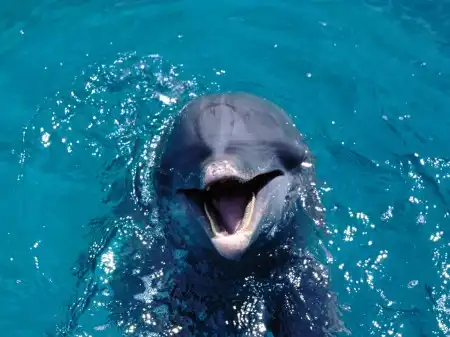 Ocean Life Walpapers