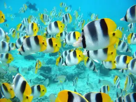 Ocean Life Walpapers