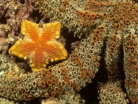 Ocean Life Walpapers