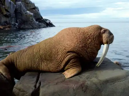 Ocean Life Walpapers