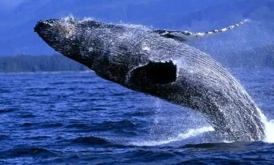 Из жизни китов.