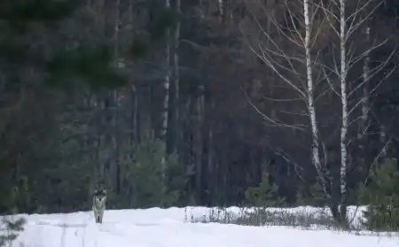 День земли