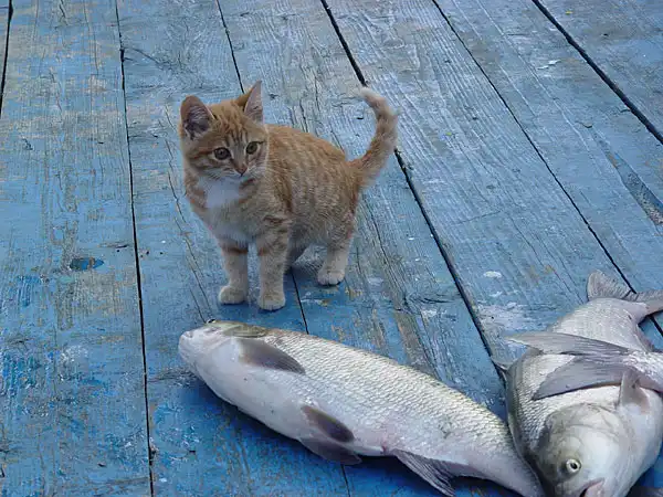 Российская рыбалка
