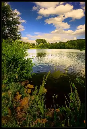 Лес фотографии