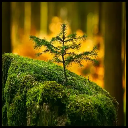 Лес фотографии