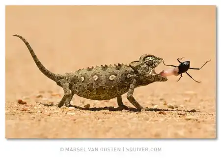 Фотограф Marsel van Oosten