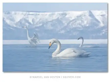 Фотограф Marsel van Oosten