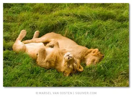 Фотограф Marsel van Oosten