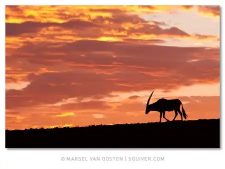 Фотограф Marsel van Oosten