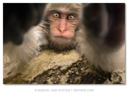 Фотограф Marsel van Oosten