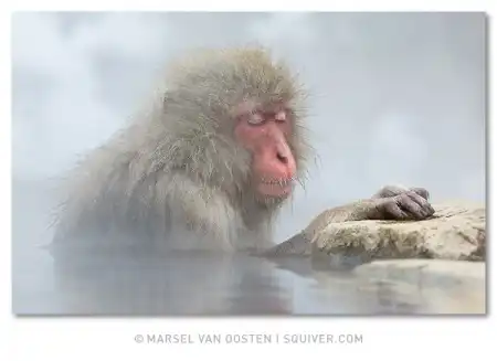 Фотограф Marsel van Oosten