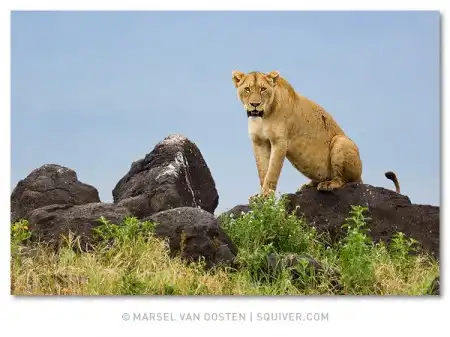 Фотограф Marsel van Oosten