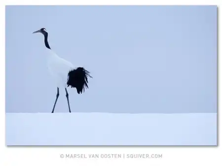 Фотограф Marsel van Oosten