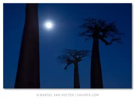 Фотограф Marsel van Oosten