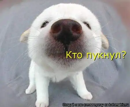 животные