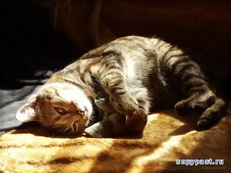 9 жизней кошки. 9 жизней кошки.