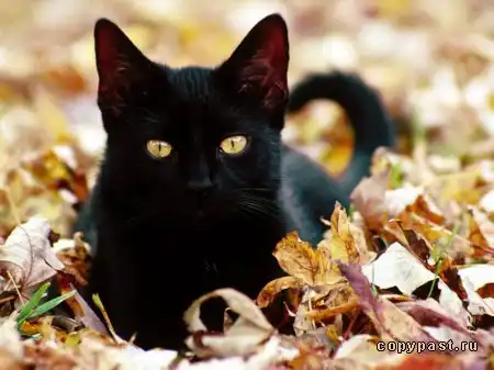 9 жизней кошки. 9 жизней кошки.